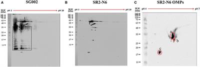 Comparison of Humoral Immune Responses to Different Forms of Salmonella enterica Serovar Gallinarum Biovar Gallinarum